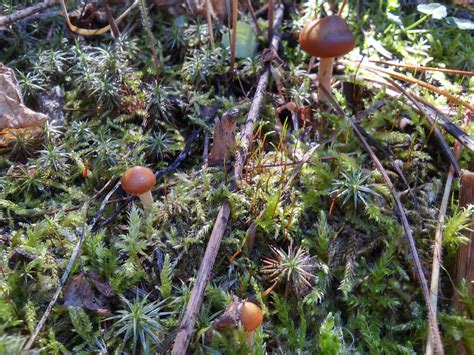 Psilocybe Azurescens Mushroom Hunting And Identification Shroomery