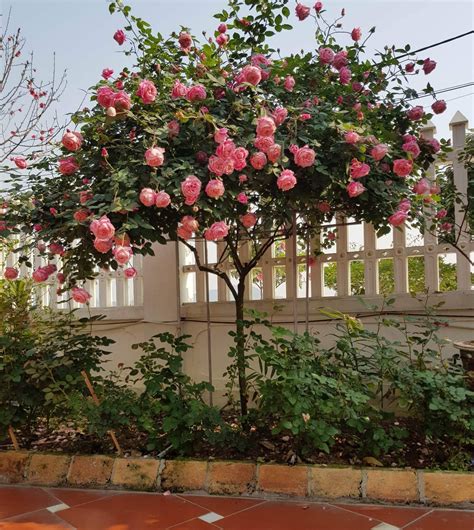 Tìm Hiểu Hoa Hồng Tree Rose Là Gì Cây Hoa Hồng Tree Rose Có Mấy Loại