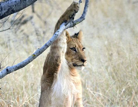Adorable Young Lioness Finds Itself Stuck After A Misguided Climbing