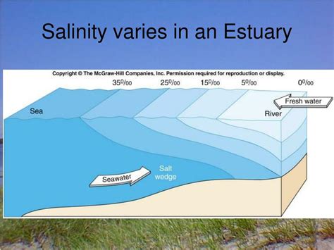 Ppt Estuaries And Intertidal Communities Powerpoint Presentation