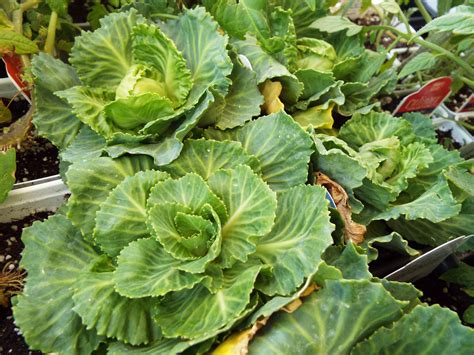 Push each clove at least one inch into the ground before covering with soil and six inches of. Planting Fall Vegetable Gardens - Proscapes
