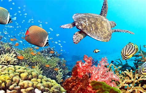 Wallpaper Fish The Ocean Turtle Underwater World Underwater Ocean