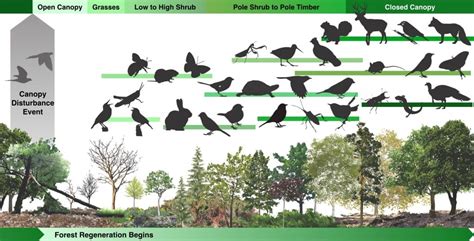 Passenger Pigeons Ectopistes Migratorius And Forest Succession