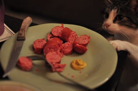 Can Cats Eat Sausage Trend Meme
