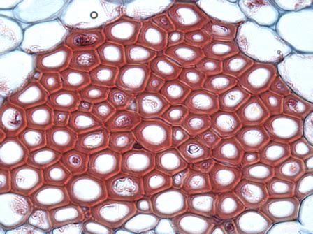 Growth regulators on callus, multiple. Tissue (biology) - Wikipedia
