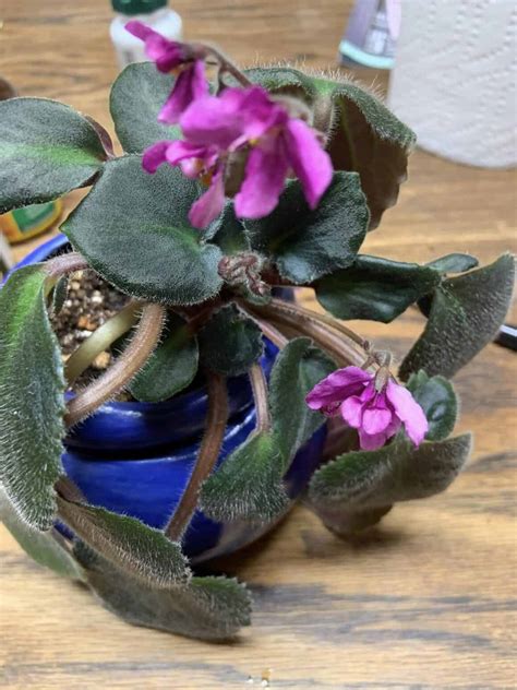 How To Repot African Violet With Long Neck Plants Craze