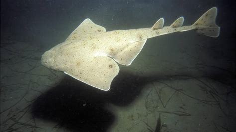 Rare Flat Bodied Angel Sharks Spotted By Fishermen Off The Coast Of