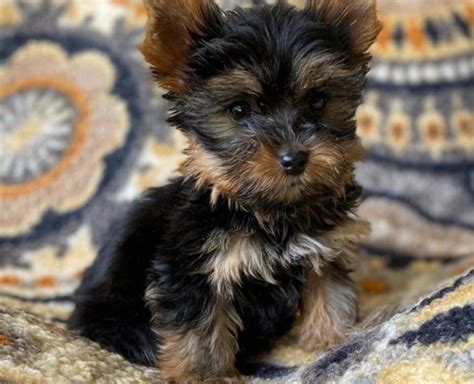 New jersey, nj teacup yorkie breeders and rescue organizations. Yorkshire Terrier puppy dog for sale in New Jessy, New Jersey