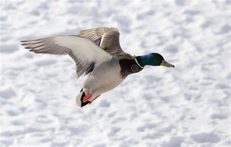 Duck Flying Against White Snow In Winter Stock Photo Image Of Nature