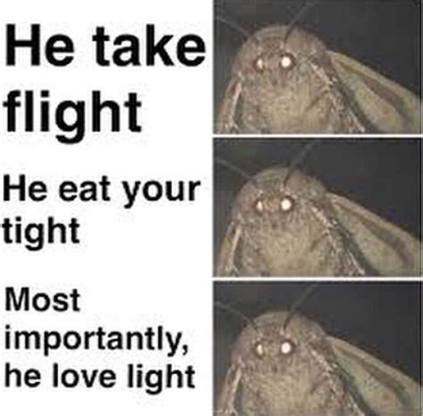 Moth Memes Dank Memes Amino