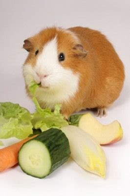 What veggies should they eat? 5 Things You Should Do Everyday For Your Pet Guinea Pig