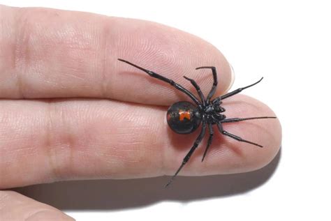 black widow spider bite images