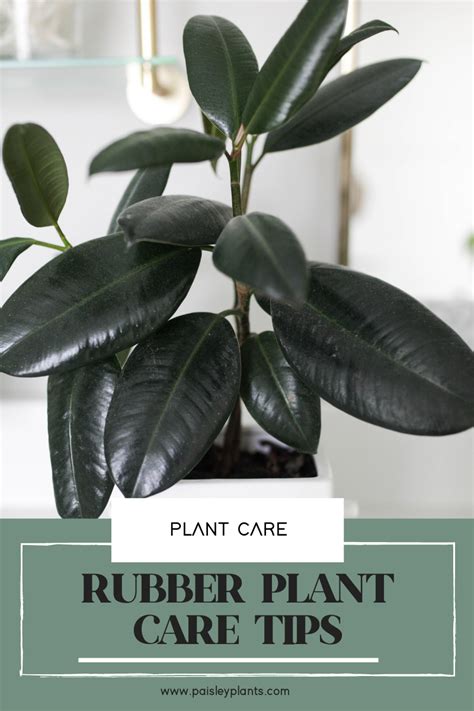 How To Care For Rubber Tree Plants Paisley Plants