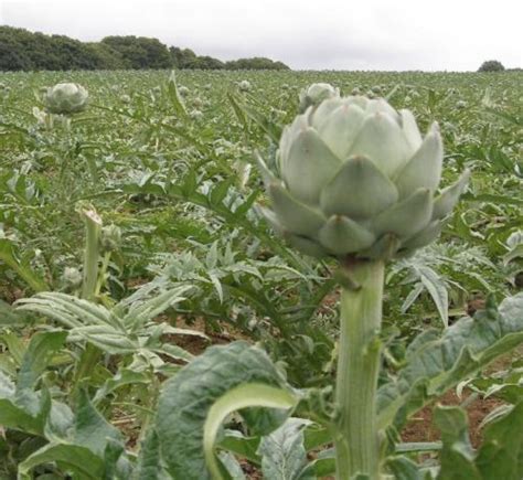 L.) ist eine distelartige, kräftige kulturpflanze aus der familie der korbblütler (asteraceae). Artischocke, Heilpflanzen & Heilkräuter