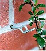 Photos of Support Wires For Climbing Plants