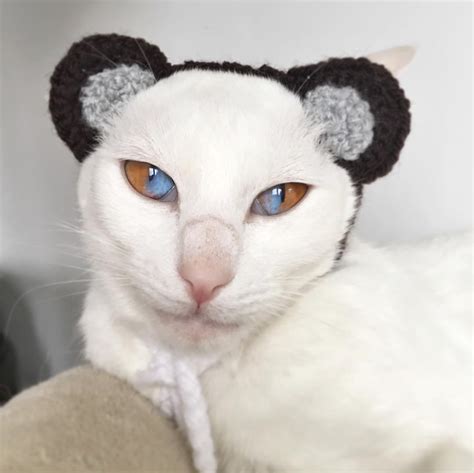 Heterochromia Eyes Cat
