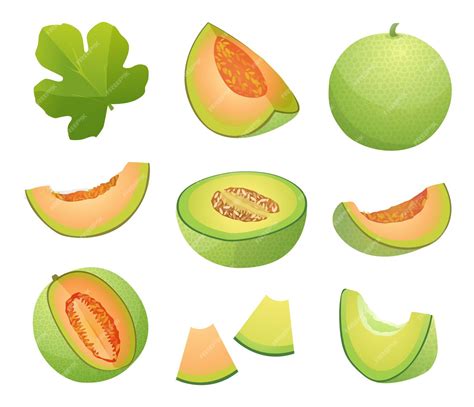 Premium Vector Set Of Fresh Whole Half And Cut Slice Melon Fruits