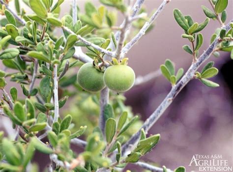 I suggest using the aggie horticulture fruit site, when choosing varieties, he said. Plants of Texas Rangelands » Texas persimmon