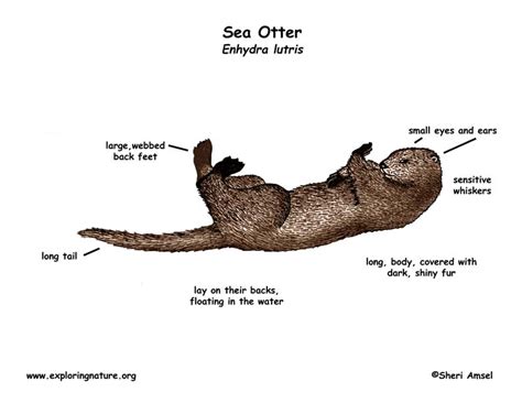 Otter Sea