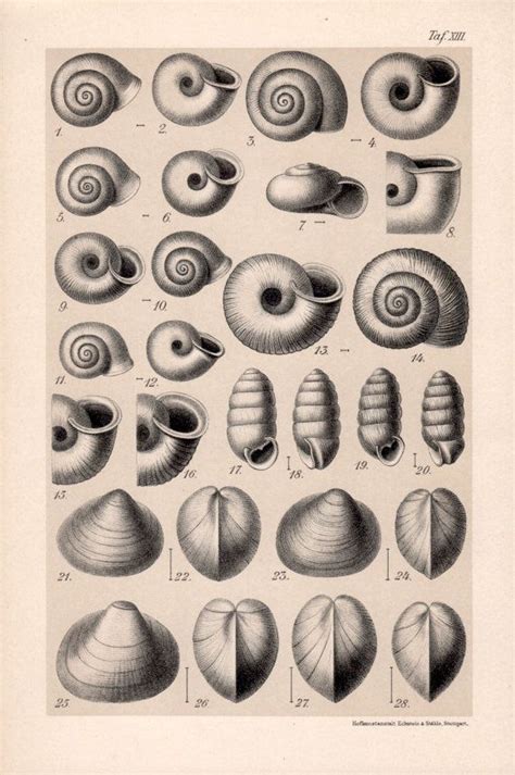 1909 Collection Of Snail Shells Print Gastropod Molluscs Shells