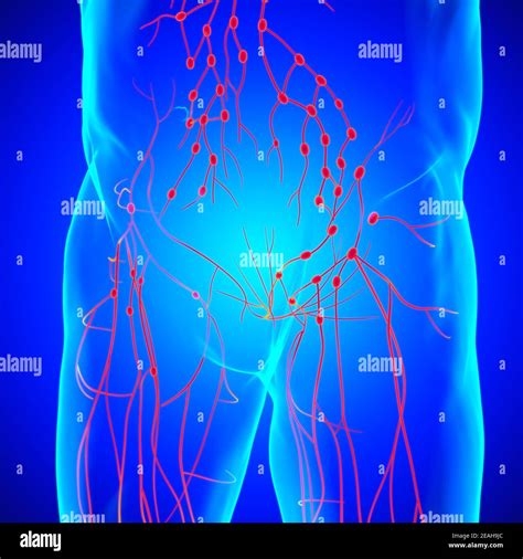 Human Lymph Nodes Anatomy For Medical Concept 3d Illustration Stock