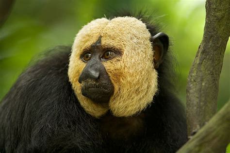 New Monkey Species Already Believed To Be Endangered Monkey Species