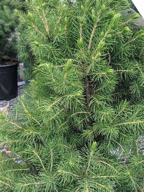 Photo Of The Leaves Of Dwarf Alberta Spruce Picea Glauca Var