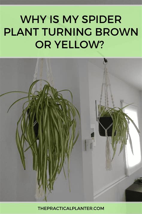 Why Is My Spider Plant Turning Brown Or Yellow 7 Potential Causes