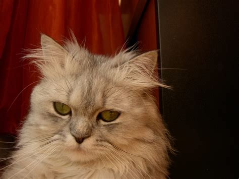 9 Fakta Kucing Persia untuk Pecinta Hewan Ketahui