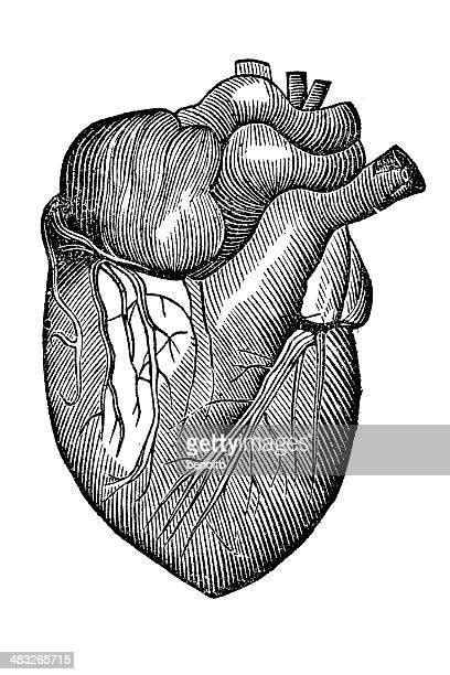 Anatomical Heart Line Art Photos And Premium High Res Pictures Getty