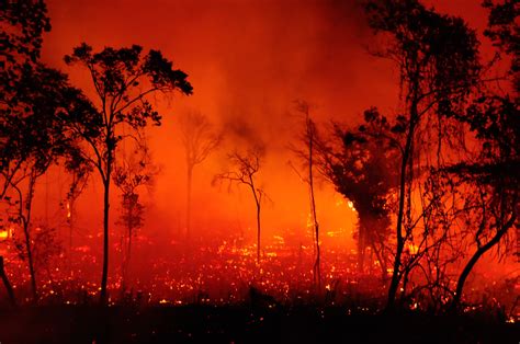 Fourfold increase in fires magnifies threat to Brazil's Cerrado | WWF