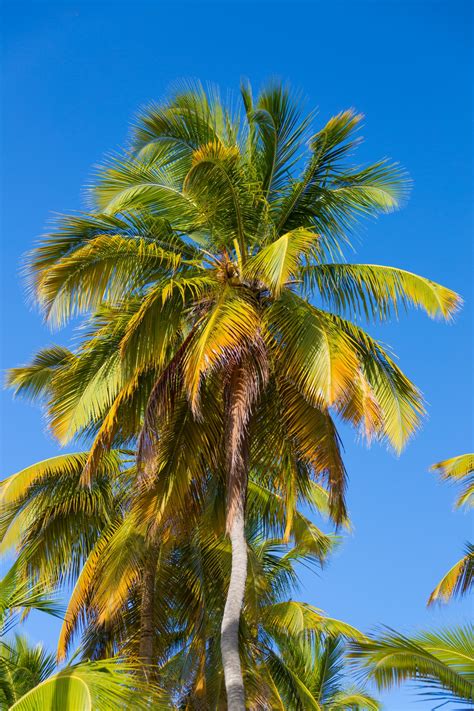 Free Palm Tree Photos Palm Tree Pictures Photos Images Of Palms