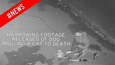 Horrifying Cctv Shows Moment Cat Is Mauled To Death By Dog Before Owner