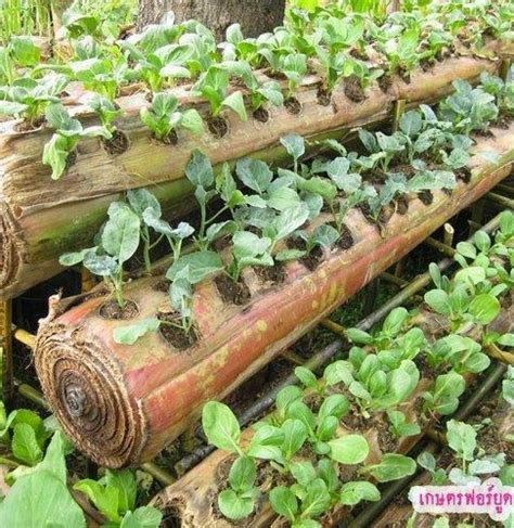 Varietas itu yaitu kangkung darat yang disebut kangkung cina dan kangkung air yang tumbuh secara alami di. CARA BARU MENANAM SAYUR DI ATAS BATANG PISANG