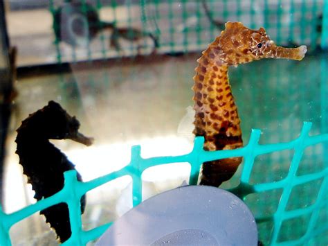 The Secret Sex Life And Pregnancy Of A Seahorse Dad