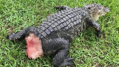 pinecone the alligator found mutilated near florida pond