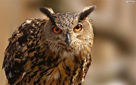 Beautiful Wallpapers: Owl Wallpaper