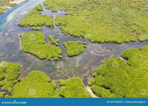Tropical Forest With Mangrove Trees The View From The Top Mangroves