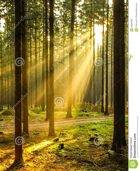 Sun Rays Shining Through Forest Stock Image Image Of