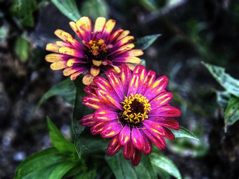 These lines can take various forms of brief verses. Hata3's Photo Haiku: dull flowers