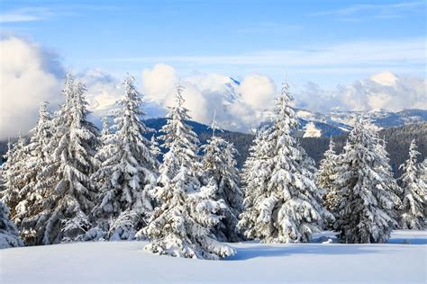 Snow Covered Spruce Trees Stand In Snow Swept Mountain Meadow Under A