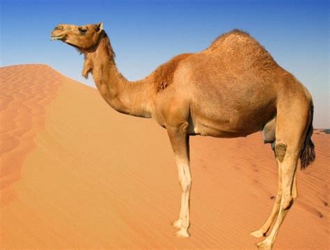 Top 10 Most Interesting Sahara Desert Animals In The World