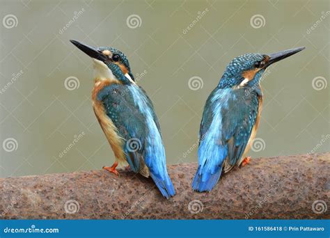 Pair Of Beautiful Blue Birds Perching Together Stock Photo Image Of