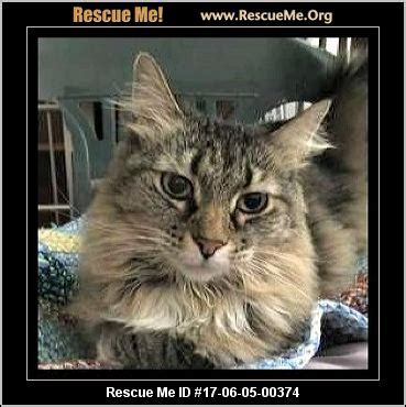 Are maine coon cats hypoallergenic? Colorado Maine Coon Rescue ― ADOPTIONS ― RescueMe.Org