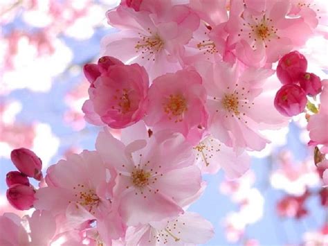 10 Top Free Spring Wallpaper And Screensavers Full Hd 1920×1080 For Pc