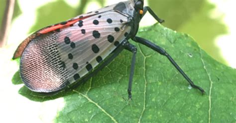 Check for spotted lanternfly if you live in these 11 Delaware ZIP codes