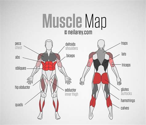 Leg Muscles Diagram Workout Muscles Of The Leg And Foot Classic