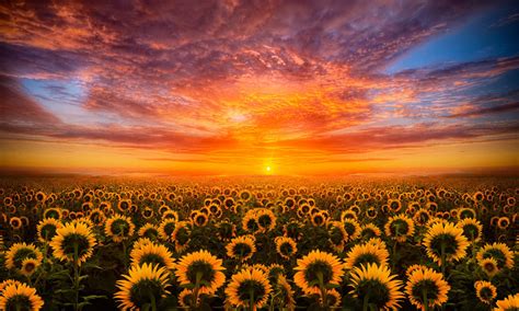 Sunset Red Sky Cloud Field With Sunflower Hd Desktop Wallpaper For