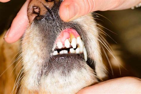 Do You Need To Remove Loose Dog Teeth