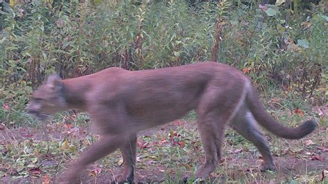 Do Increased Cougar Sightings Mean More Are Roaming Michigan